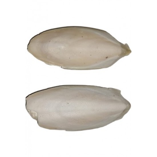 Açık Kalamar Kemiği (Adet) 10 cm